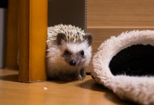 ハリネズミ　Hedgehog　｜ハリネズミとの日常フォトブログ。ちょもフォト島。
