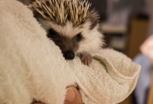 ハリネズミ　Hedgehog　｜ハリネズミとの日常フォトブログ。ちょもフォト島。
