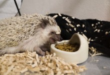 ハリネズミ　Hedgehog　｜ハリネズミとの日常フォトブログ。ちょもフォト島。
