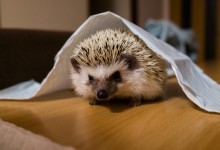 ハリネズミ　Hedgehog　｜ハリネズミとの日常フォトブログ。ちょもフォト島。