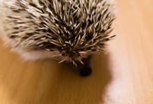 ハリネズミ　Hedgehog　｜ハリネズミとの日常フォトブログ。ちょもフォト島。