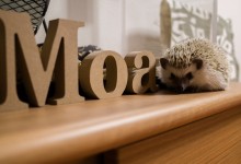 ハリネズミ　Hedgehog　｜ハリネズミとの日常フォトブログ。ちょもフォト島。