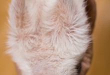 ハリネズミ　Hedgehog　｜ハリネズミとの日常フォトブログ。ちょもフォト島。