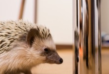 ハリネズミ　Hedgehog　｜ハリネズミとの日常フォトブログ。ちょもフォト島。