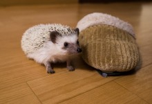 ハリネズミ　Hedgehog　｜ハリネズミとの日常フォトブログ。ちょもフォト島。