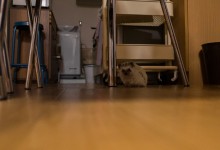 ハリネズミ　Hedgehog　｜ハリネズミとの日常フォトブログ。ちょもフォト島。