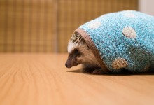ハリネズミ　Hedgehog　｜ハリネズミとの日常フォトブログ。ちょもフォト島。