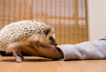 ハリネズミ　Hedgehog　｜ハリネズミとの日常フォトブログ。ちょもフォト島。