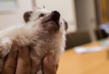 ハリネズミ　Hedgehog　｜ハリネズミとの日常フォトブログ。ちょもフォト島。