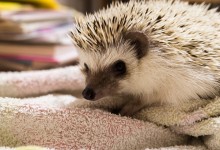 ハリネズミ　Hedgehog　｜ハリネズミとの日常フォトブログ。ちょもフォト島。