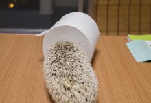 ハリネズミ　Hedgehog　｜ハリネズミとの日常フォトブログ。ちょもフォト島。