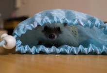 ハリネズミ　Hedgehog　｜ハリネズミとの日常フォトブログ。ちょもフォト島。