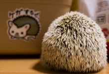 ハリネズミ　Hedgehog　｜ハリネズミとの日常フォトブログ。ちょもフォト島。