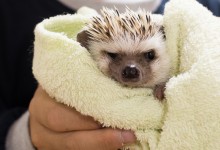 ハリネズミ　Hedgehog　｜ハリネズミとの日常フォトブログ。ちょもフォト島。