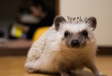ハリネズミ　Hedgehog　｜ハリネズミとの日常フォトブログ。ちょもフォト島。
