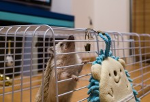 ハリネズミ　Hedgehog　｜ハリネズミとの日常フォトブログ。ちょもフォト島。