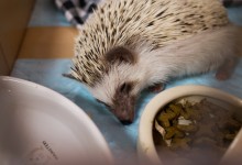 ハリネズミ　Hedgehog　｜ハリネズミとの日常フォトブログ。ちょもフォト島。