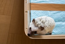 ハリネズミ　Hedgehog　｜ハリネズミとの日常フォトブログ。ちょもフォト島。