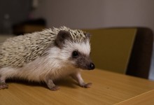 ハリネズミ　Hedgehog　｜ハリネズミとの日常フォトブログ。ちょもフォト島。