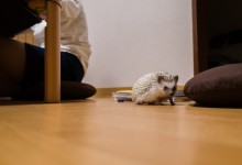 ハリネズミ　Hedgehog　｜ハリネズミとの日常フォトブログ。ちょもフォト島。