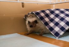 ハリネズミ　Hedgehog　｜ハリネズミとの日常フォトブログ。ちょもフォト島。