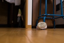 ハリネズミ　Hedgehog　｜ハリネズミとの日常フォトブログ。ちょもフォト島。