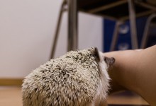 ハリネズミ　Hedgehog　｜ハリネズミとの日常フォトブログ。ちょもフォト島。