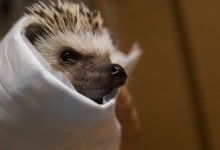 ハリネズミ　Hedgehog　｜ハリネズミとの日常フォトブログ。ちょもフォト島。