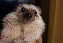 ハリネズミ　Hedgehog　｜ハリネズミとの日常フォトブログ。ちょもフォト島。