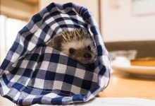 ハリネズミ　Hedgehog　｜ハリネズミとの日常フォトブログ。ちょもフォト島。