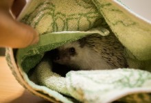 ハリネズミ　Hedgehog　｜ハリネズミとの日常フォトブログ。ちょもフォト島。