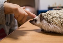 ハリネズミ　Hedgehog　｜ハリネズミとの日常フォトブログ。ちょもフォト島。