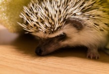 ハリネズミ　Hedgehog　｜ハリネズミとの日常フォトブログ。ちょもフォト島。