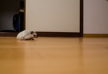 ハリネズミ　Hedgehog　｜ハリネズミとの日常フォトブログ。ちょもフォト島。