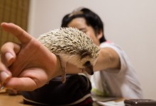 ハリネズミ　Hedgehog　｜ハリネズミとの日常フォトブログ。ちょもフォト島。