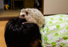 ハリネズミ　Hedgehog　｜ハリネズミとの日常フォトブログ。ちょもフォト島。