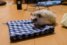 ハリネズミ　Hedgehog　｜ハリネズミとの日常フォトブログ。ちょもフォト島。