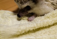 ハリネズミ　Hedgehog　｜ハリネズミとの日常フォトブログ。ちょもフォト島。