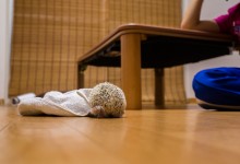 ハリネズミ　Hedgehog　｜ハリネズミとの日常フォトブログ。ちょもフォト島。