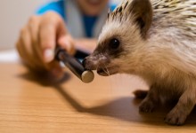 ハリネズミ　Hedgehog　｜ハリネズミとの日常フォトブログ。ちょもフォト島。