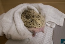 ハリネズミ　Hedgehog　｜ハリネズミとの日常フォトブログ。ちょもフォト島。