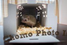 ハリネズミ　Hedgehog　｜ハリネズミとの日常フォトブログ。ちょもフォト島。