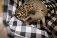 ハリネズミ　Hedgehog　｜ハリネズミとの日常フォトブログ。ちょもフォト島。
