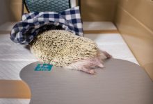 ハリネズミ　Hedgehog　｜ハリネズミとの日常フォトブログ。ちょもフォト島。