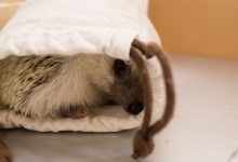 ハリネズミ　Hedgehog　｜ハリネズミとの日常フォトブログ。ちょもフォト島。