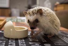 ハリネズミ　Hedgehog　｜ハリネズミとの日常フォトブログ。ちょもフォト島。