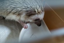 ハリネズミ　Hedgehog　｜ハリネズミとの日常フォトブログ。ちょもフォト島。
