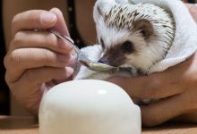 ハリネズミ　Hedgehog　｜ハリネズミとの日常フォトブログ。ちょもフォト島。