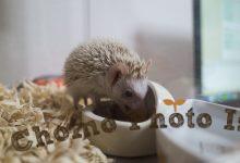 ハリネズミ　Hedgehog　｜ハリネズミとの日常フォトブログ。ちょもフォト島。