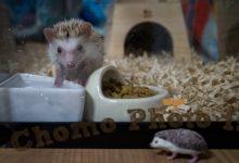 ハリネズミ　Hedgehog　｜ハリネズミとの日常フォトブログ。ちょもフォト島。